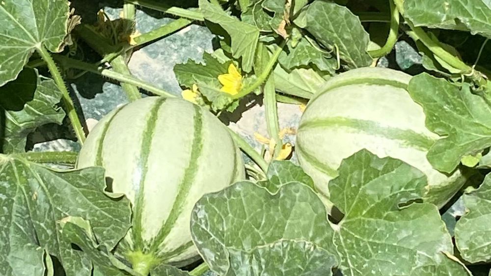 En France, 11 000 hectares sont consacrés à la culture du melon charentais, le plus consommé dans l’hexagone (Source : AIM). ©M. Guglielmi